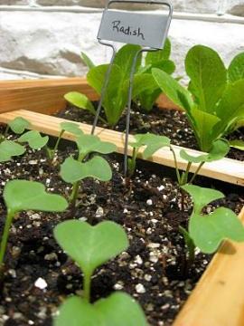 �ƒ�؉��@�X�N�G�A�t�b�g�K�[�f��