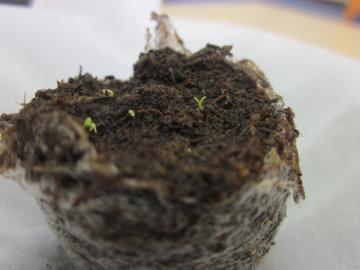 �J���~�[���x�r�����