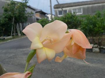 OWIX