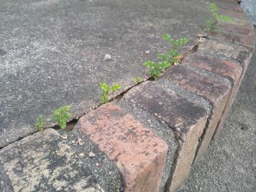 �V�}�g�l���R�x�r�[