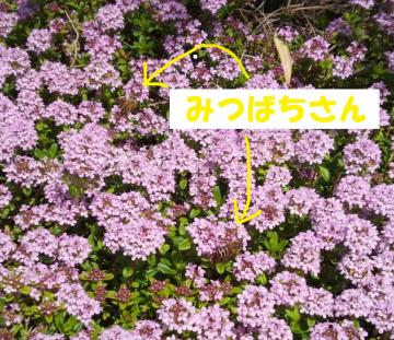 �݂΂�����
