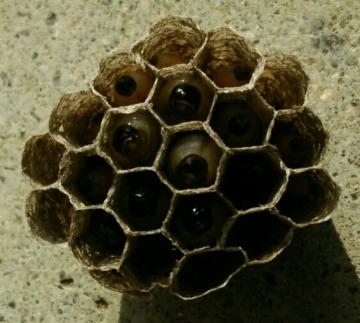 Ȋ