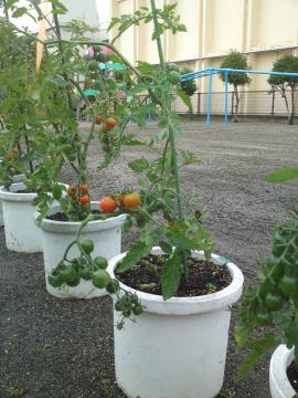tomato