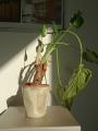 観葉植物2