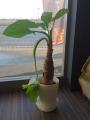 観葉植物1