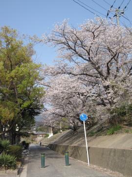 sakura