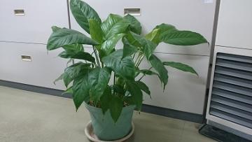 �X�p�e�B�t�B����