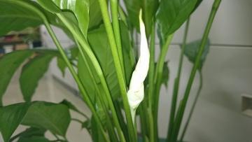 �X�p�e�B�t�B����