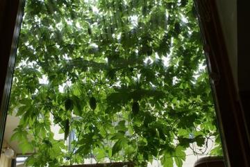 �O���[���J�[�e��