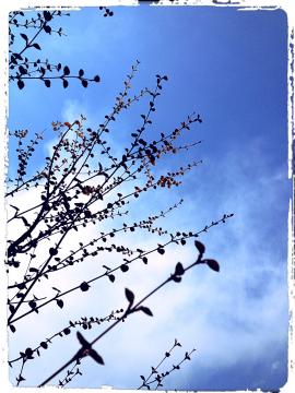 ���񂮂�L�тĂ�