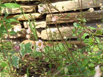 ���肰�Ȃ���������