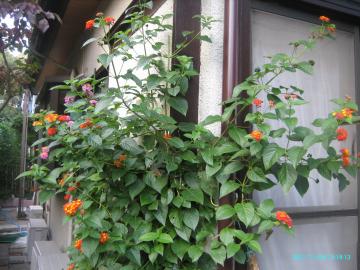 2011/11/4/lantana