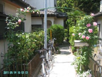 2011/5/19/roses at entrance