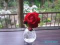 2011/11/27/redrose in vase