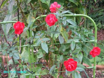 2011/11/27/redroses at backyard