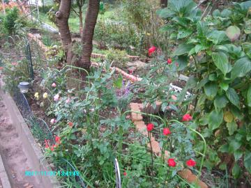 roses at backyard