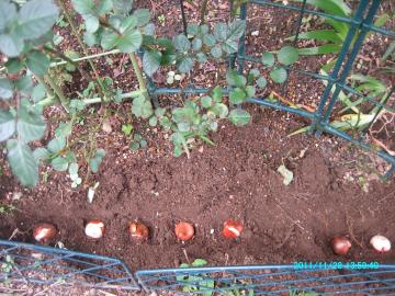 2011/11/28/planting tulips d