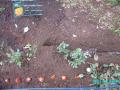 2011/11/28/planting tulips f