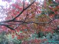 2011/11/30/hanamizuki autumn leaves4