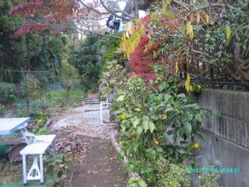 2011/12/4/backyard