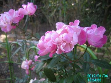 120104backyardpinkroses