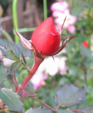 redrose