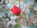 redrose1