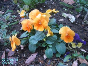 orangeviola