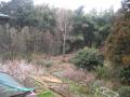 backyard2
