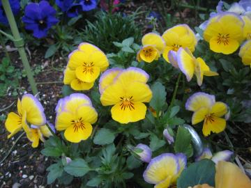 pansy1