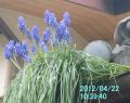 muscari6