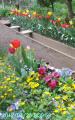 tulipatbackyard1a