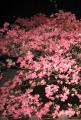 lightenupdogwood1a