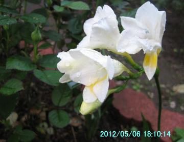 freesia