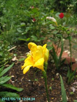 yellow freesia