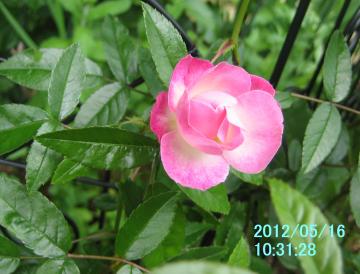 pinkrose