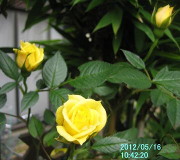 yellowrose