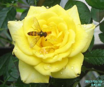 beeonyellowrose2