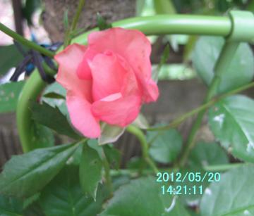 pinkrose