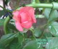 pinkrose