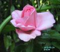 pink rose