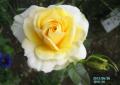 yellowrose1