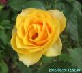 yellowrose3a