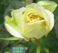 yellowrose