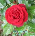 redrose