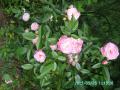 pink polyantha