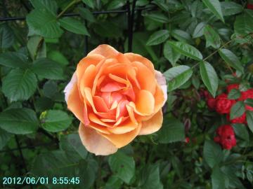 0601roses2