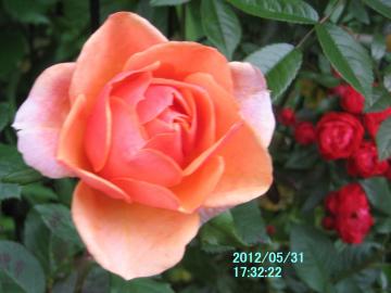 orangerose