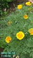 californiapoppy1