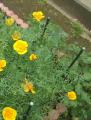 californiapoppy2